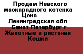 Продам Невского маскарадного котенка › Цена ­ 5 000 - Ленинградская обл., Санкт-Петербург г. Животные и растения » Кошки   